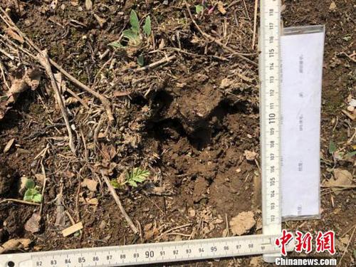 专家通过测量现场足迹判断肇事野生动物为东北豹。东北虎豹国家公园管理局供图