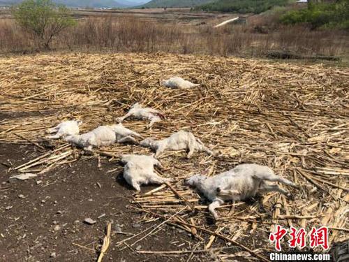 这些山羊致死部位位于颈部，被吃部位是臀部。东北虎豹国家公园管理局供图