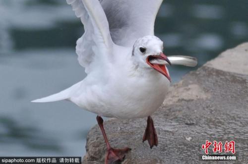 资料图:海鸥。(图片来源:SipaPhoto) 点击进入下一页