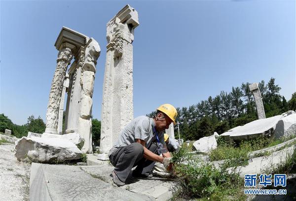 5月23日，工作人员在清理圆明园远瀛观遗址内的杂草。近日，圆明园管理处启动对远瀛观遗址的保护加固工作，将用土胚砖加固解决坍塌问题，加强石柱稳定性监测，做好夯土表面径流排水，驱除虫蛀等病害，预计工期120天。5