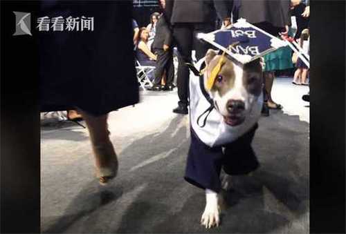 美国学霸狗陪主人上大学 获校长亲颁毕业证书