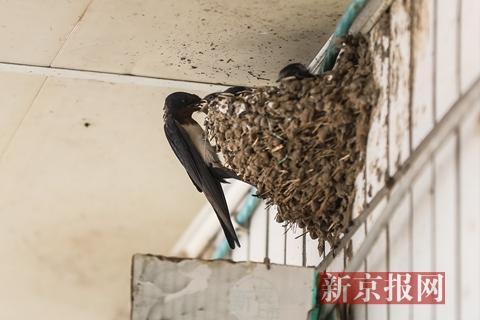 北京海淀拆除私搭乱建 因十几对燕子哺育幼鸟延后