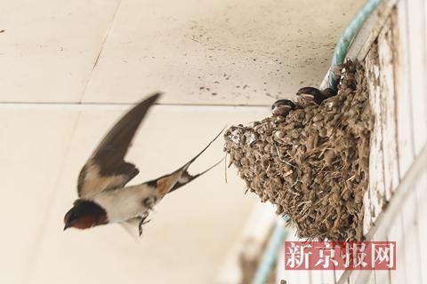 北京海淀拆除私搭乱建 因十几对燕子哺育幼鸟延后