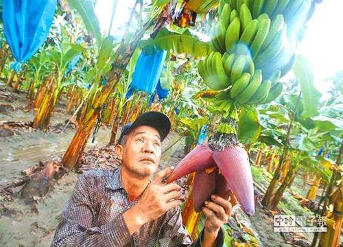 每公斤1元的香蕉是喂猪的?台蕉农:徐国勇应该下台