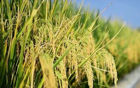 中东沙漠出现稻田