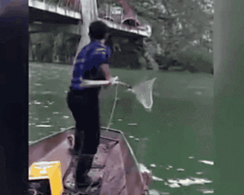 触目惊心!捕鱼者把这它放到水里 上百条鱼瞬间毙命