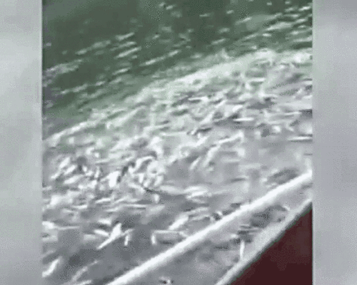 触目惊心!捕鱼者把这它放到水里 上百条鱼瞬间毙命