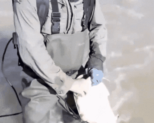 触目惊心!捕鱼者把这它放到水里 上百条鱼瞬间毙命