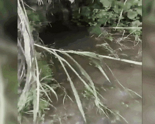 触目惊心!捕鱼者把这它放到水里 上百条鱼瞬间毙命