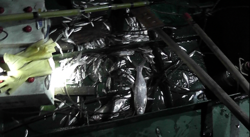 触目惊心!捕鱼者把这它放到水里 上百条鱼瞬间毙命