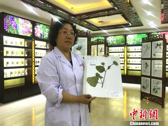工作人员介绍采摘过程。　额丽其格 摄