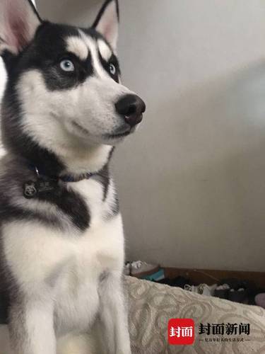 哈士奇总走丢主人贴寻狗启事:遭不住 捡到对它好点