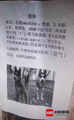 哈士奇总走丢主人贴寻狗启事:遭不住 捡到对它好点
