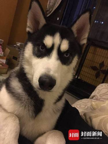 哈士奇总走丢主人贴寻狗启事:遭不住 捡到对它好点