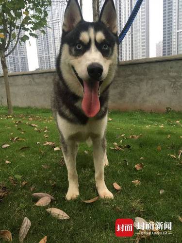 哈士奇总走丢主人贴寻狗启事:遭不住 捡到对它好点