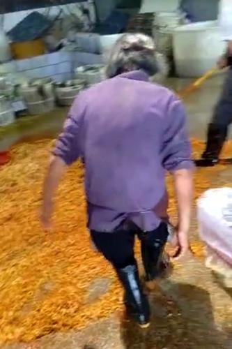 榨菜工厂违规生产过程曝光 乌江涪陵榨菜:不是我们