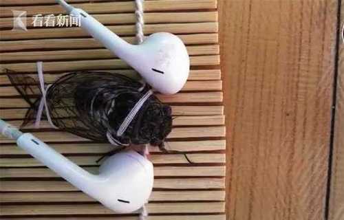 女子突发奇想给蝉带耳机拍视频 1周获137万点赞