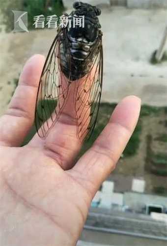 女子突发奇想给蝉带耳机拍视频 1周获137万点赞