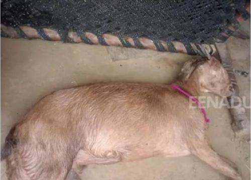 印度8名男子轮奸怀孕山羊致其死亡 有人称享受其中