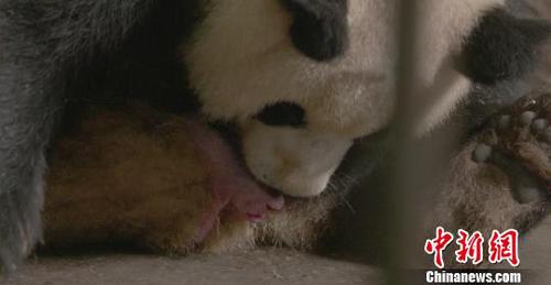新生大熊猫“润九”嘴角受伤兽医成功缝合9针（图）