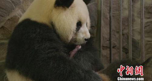 大熊猫“园润”和新生宝宝在一起。　钟欣 摄