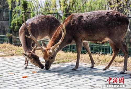 4月16日,台湾赠送大陆的长鬃山羊与梅花鹿入住山东威海三周年,威海刘公岛国家森林公园为台湾动物们举办“选美大赛”等庆祝活动。2011年4月16日,台湾赠送大陆的一对梅花鹿和一对长鬃山羊入住大陆威海刘公岛新家,并在刘公岛上繁育后代。图为台湾梅花鹿“繁星”和“点点”。<a target='_blank' href='http://www.chinanews.com/'>中新社</a>发 王晓 摄 点击进入下一页