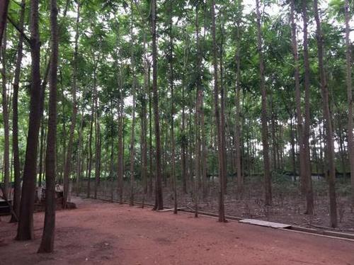 虚报种植200亩珍稀树木 乡村干部套取补贴被处理