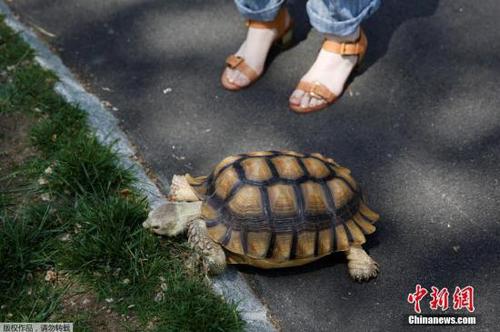 资料图:当地时间2016年5月19日,美国纽约中央公园,一女子正和她的宠物乌龟草坪漫步。 点击进入下一页