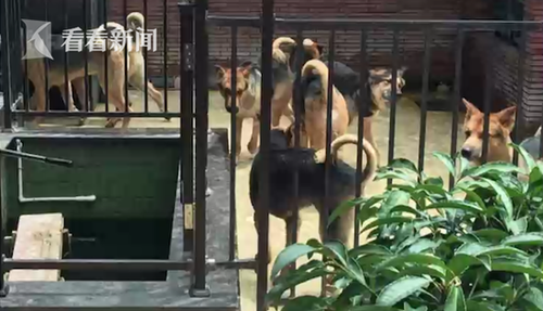小区业主养11条狗臭气熏天 邻居整个夏天没敢开窗