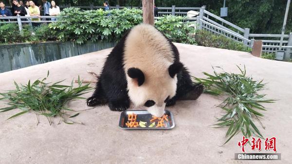 大熊猫享用月饼。2