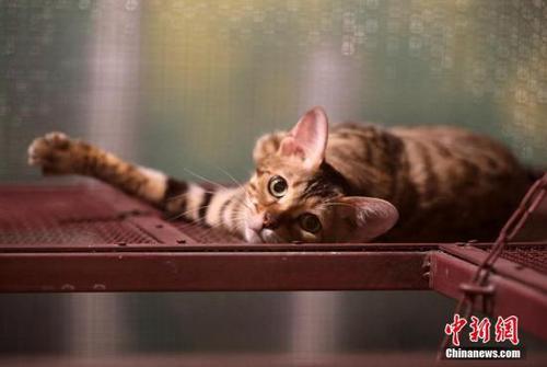 资料图:猫咪。 戴佳阳 摄 点击进入下一页