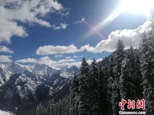 松柏与雪山形成美丽画卷。　王小军 摄