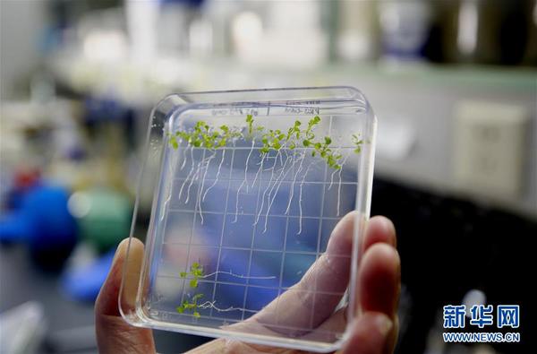 我国首次在天宫二号完成植物生长全过程实验 在中科院植物生理生态研究所实验室里拍摄的拟南芥，用于与天宫二号上种植的同一品种拟南芥进行对比研究（9月14日摄）。