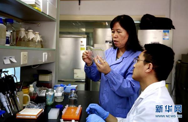 中科院植物生理生态研究所郑慧琼研究员（左）和学生在实验室研究拟南芥（9月14日摄）。2