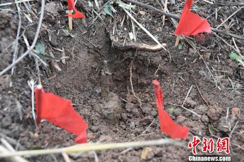 图为扫雷官兵在雷场搜排出的59式防步兵地雷。 钟建珊 摄
