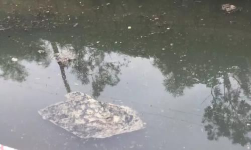 河面漂浮物 图片来源:生态环境部微信公众号 河面漂浮物 图片来源:生态环境部微信公众号