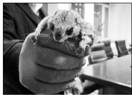 飞鼠成“新晋网红” 飞鼠成“新晋网红”