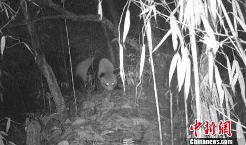 四川天全二郎山发现野生大熊猫活动