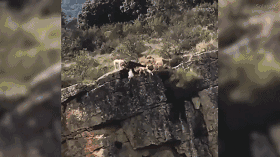 西班牙一群猎犬围攻一只鹿 12只猎犬和鹿摔下悬崖