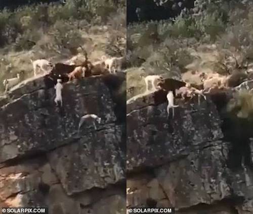 西班牙一群猎犬围攻一只鹿 12只猎犬和鹿摔下悬崖