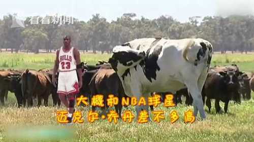 澳洲奶牛高1米95重1.4吨 因太大被屠宰场拒收了