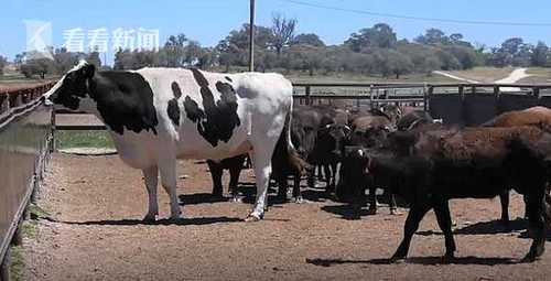 澳洲奶牛高1米95重1.4吨 因太大被屠宰场拒收了