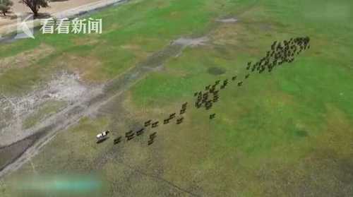 澳洲奶牛高1米95重1.4吨 因太大被屠宰场拒收了