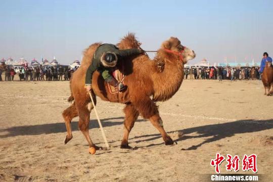 图为骆驼文化旅游节上的驼球比赛。　杨冬青 摄