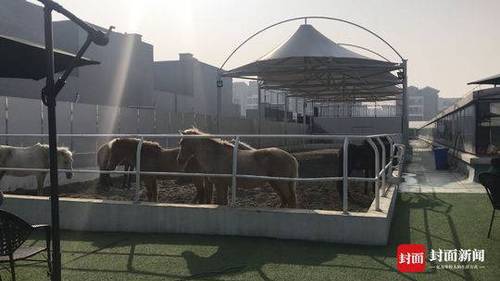 旋转真马重开后又停了 项目负责人:跟舆论无关