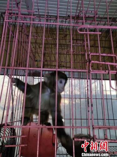 吉林一男子非法收购国家二级保护动物猕猴当“宠物”