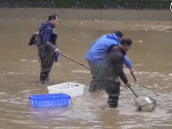 湖南一高校湖内捞出2000斤鱼 办全鱼宴师生免费吃