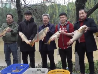 湖南一高校湖内捞出2000斤鱼 办全鱼宴师生免费吃