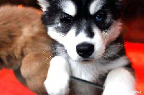 贵州推最严养狗新规:不清理狗便罚500,伤人罚3万