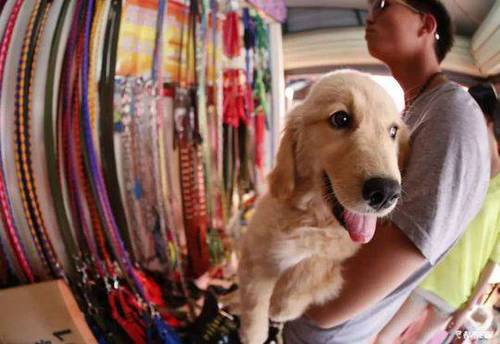 贵州推最严养狗新规:不清理狗便罚500,伤人罚3万